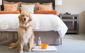 dog in guestroom