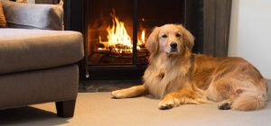 golden retriever by fireplace